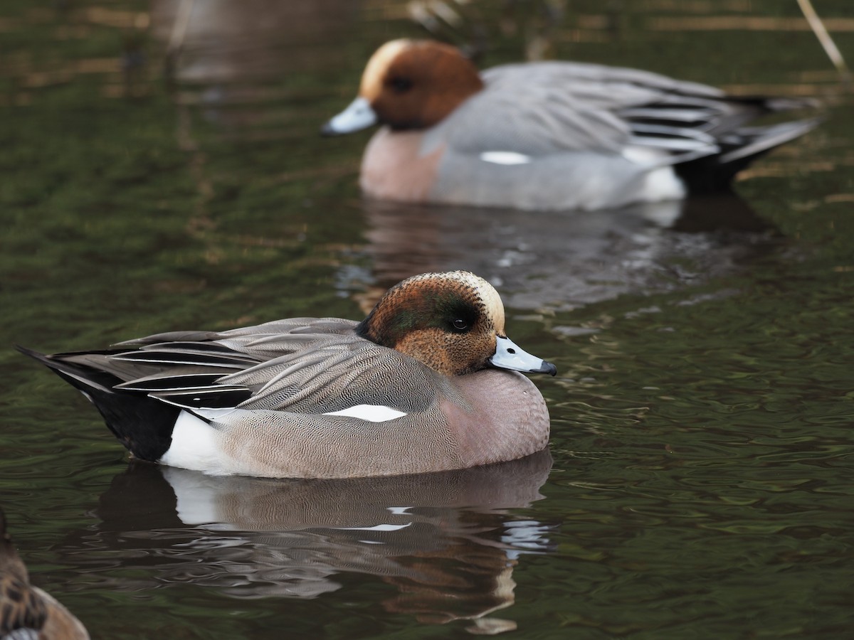 Eurasian x American Wigeon (hybrid) - ML636163948