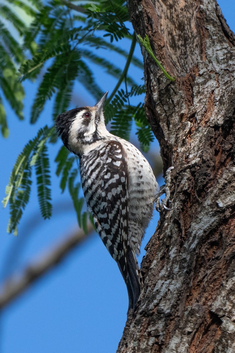 Ladder-backed Woodpecker - ML636163986