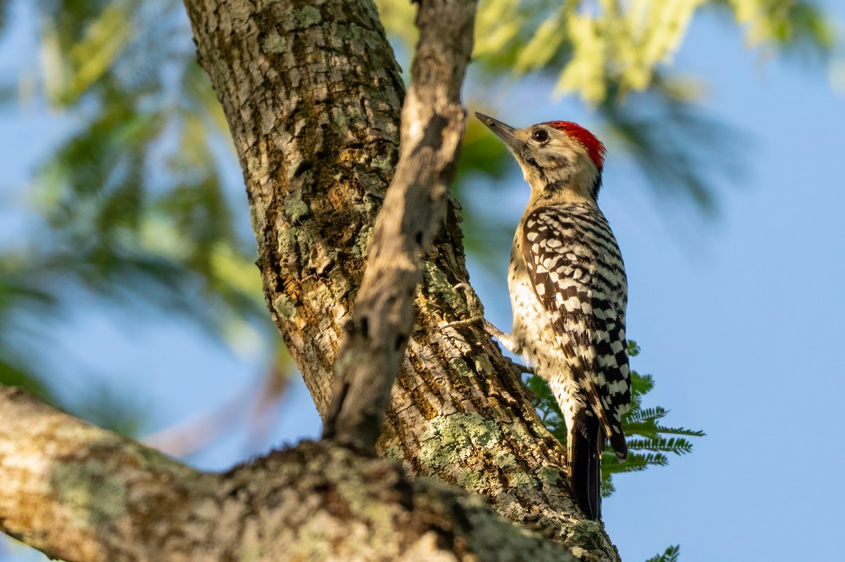 Ladder-backed Woodpecker - ML636163987