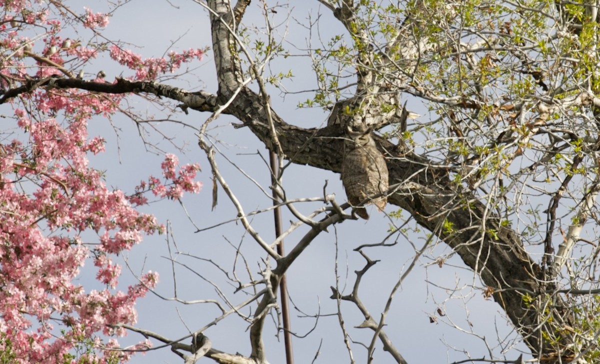 Great Horned Owl - ML636164205