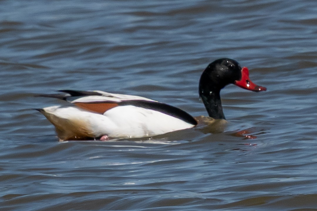 花鳧 - ML636164207