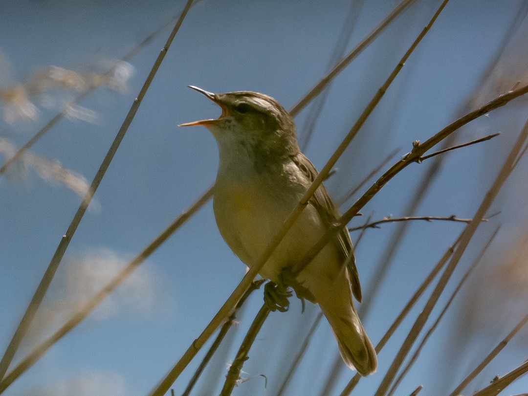 Sedge Warbler - ML636164245