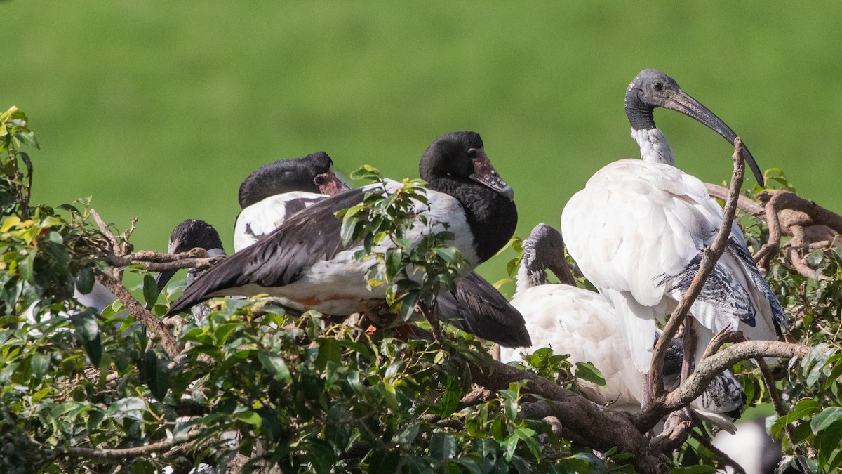 Magpie Goose - ML636164594