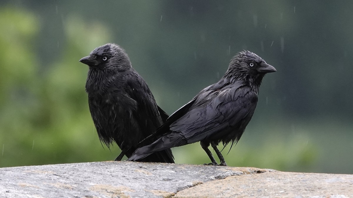 Eurasian Jackdaw - ML636164598
