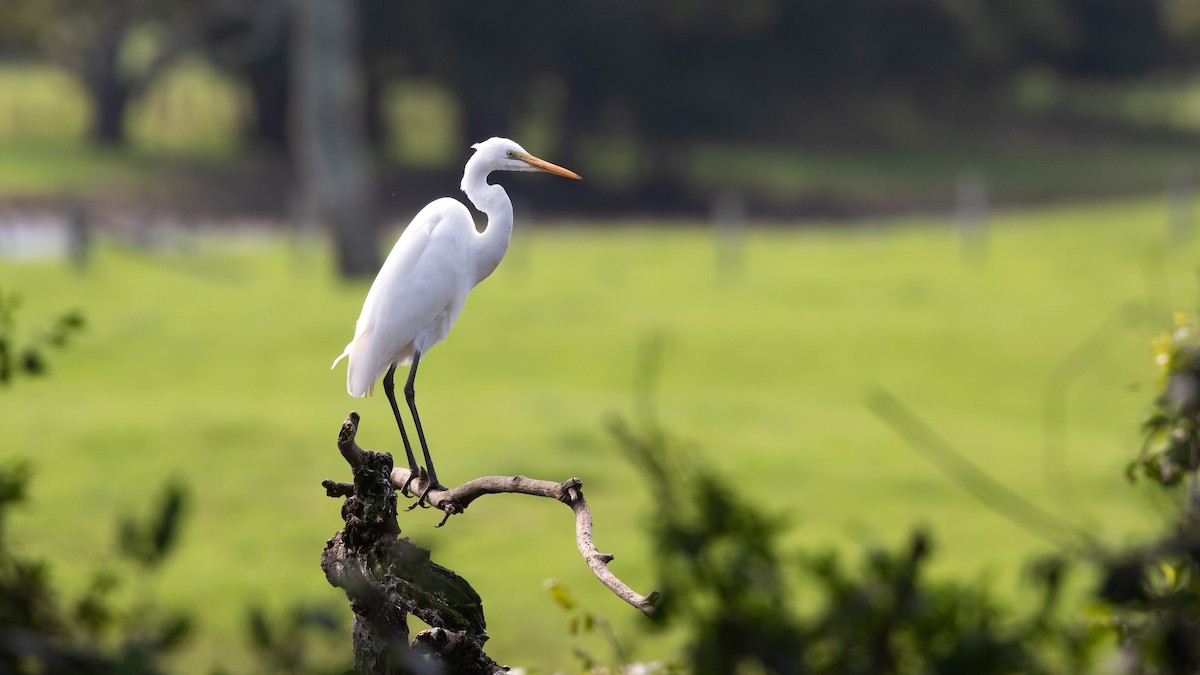 Great Egret - ML636164619