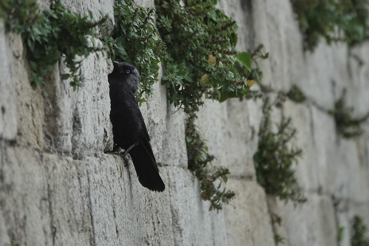 Eurasian Jackdaw - ML636164623