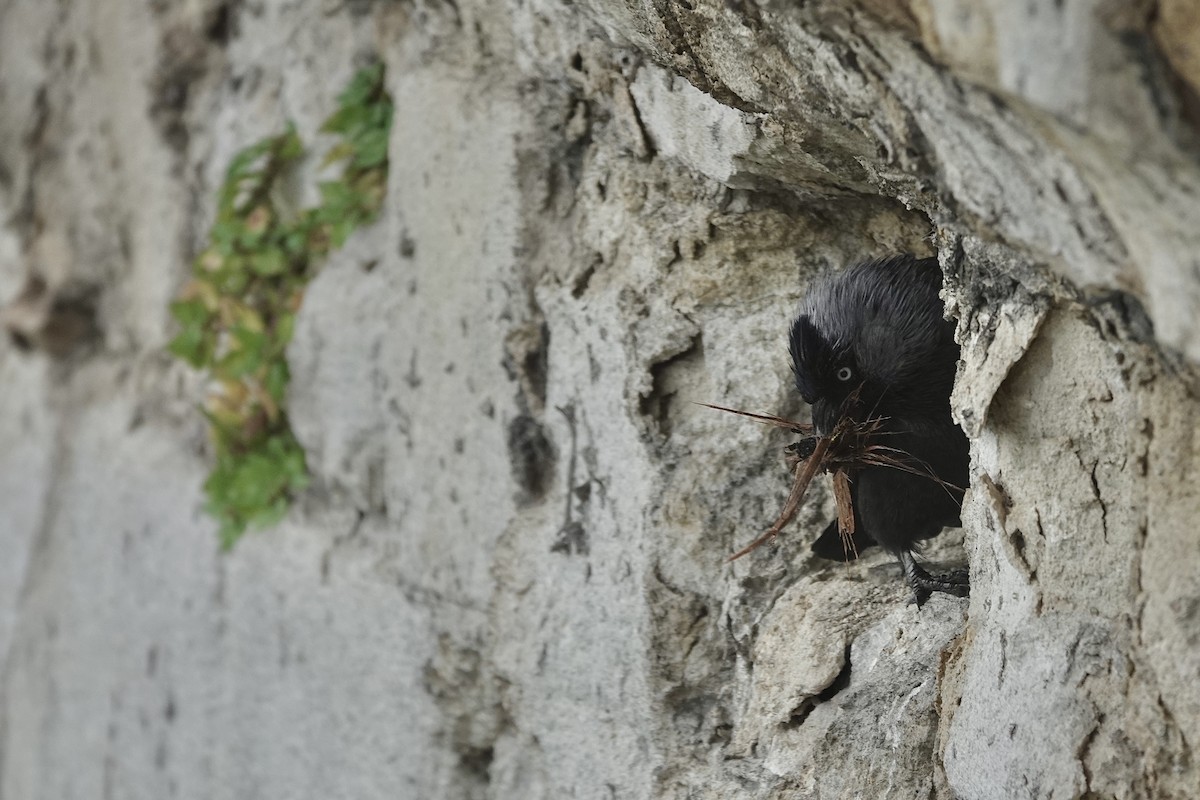 Eurasian Jackdaw - ML636164624