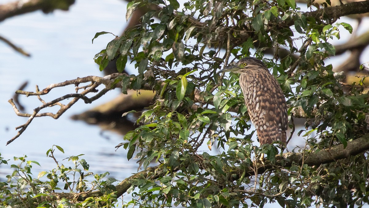 Nankeen Night Heron - ML636164632