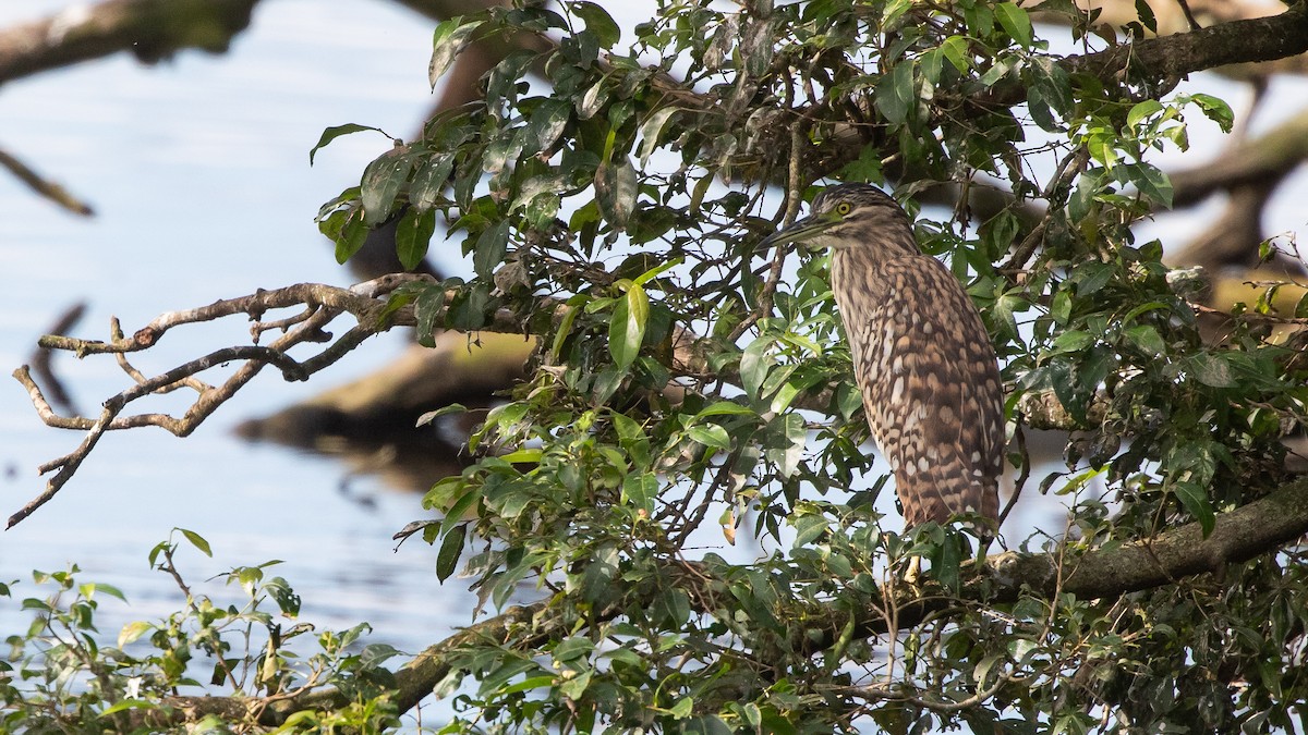 Nankeen Night Heron - ML636164633
