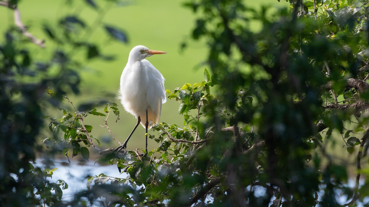 Eastern Cattle-Egret - ML636164635