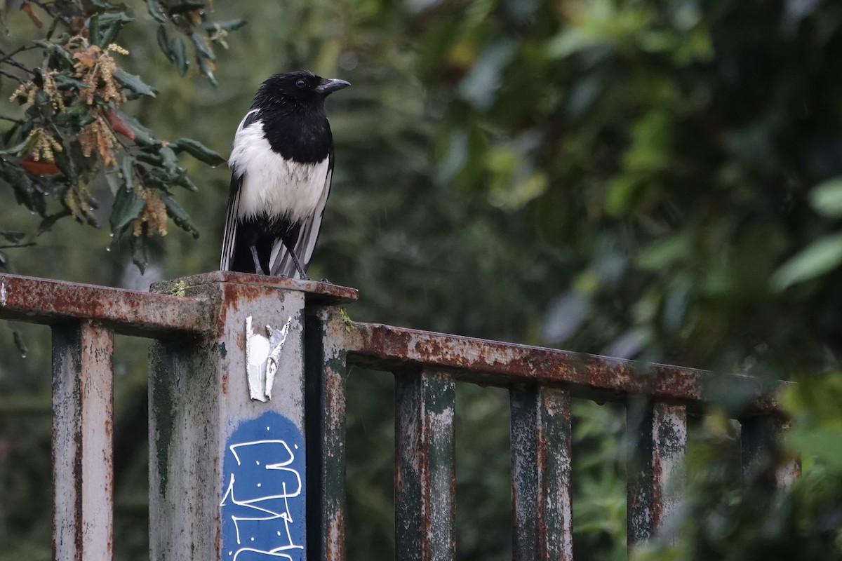Eurasian Magpie - ML636164643