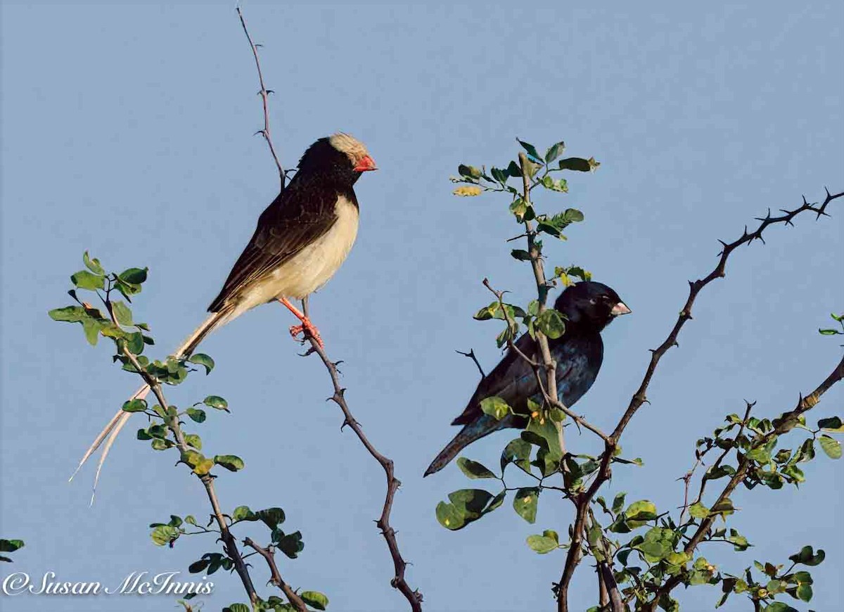 Straw-tailed Whydah - ML636164661