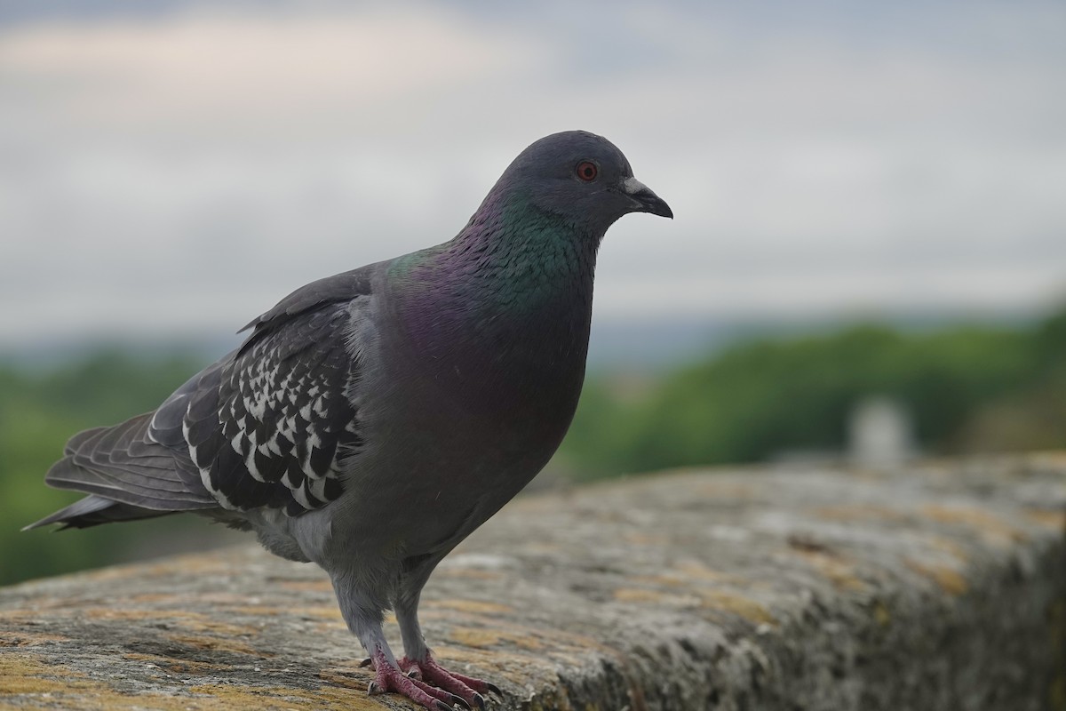 Rock Pigeon (Feral Pigeon) - ML636164689