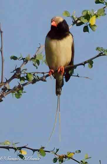 Straw-tailed Whydah - ML636164707