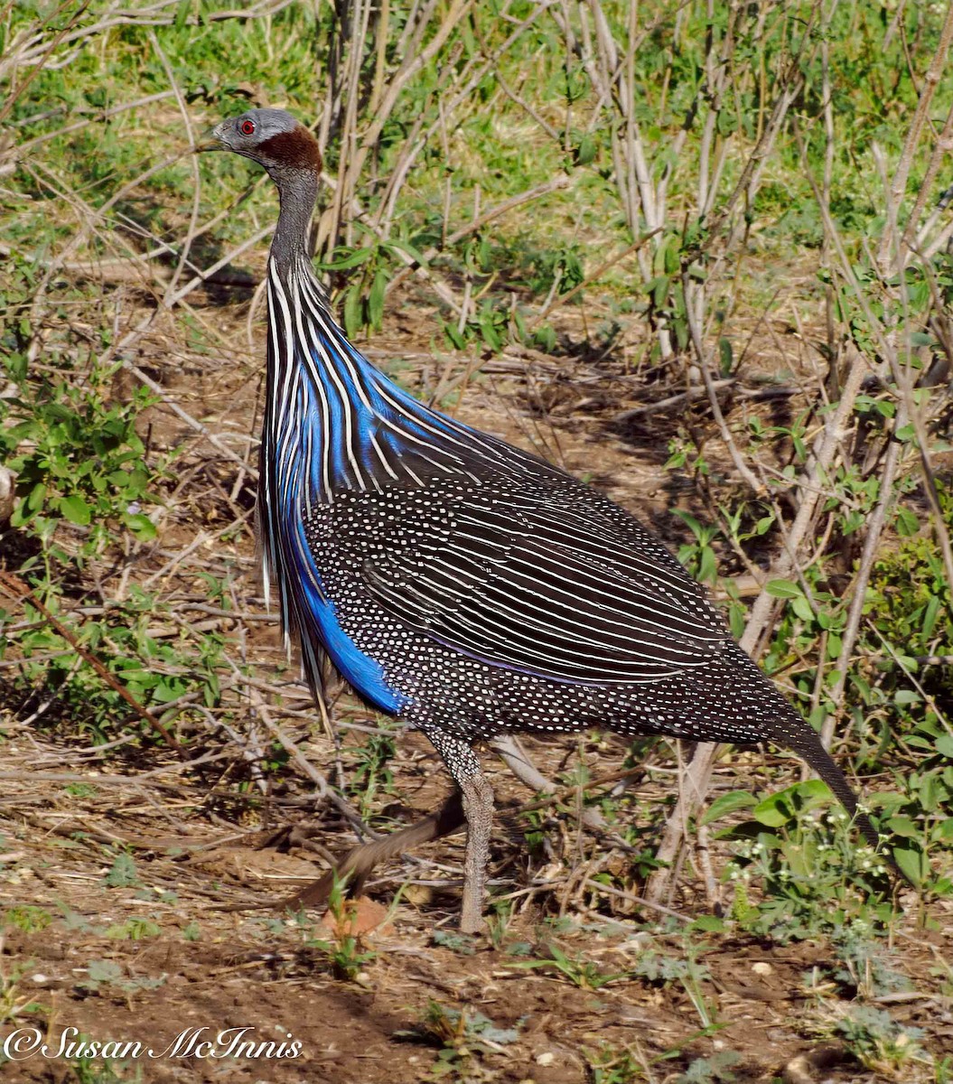 Vulturine Guineafowl - ML636164843