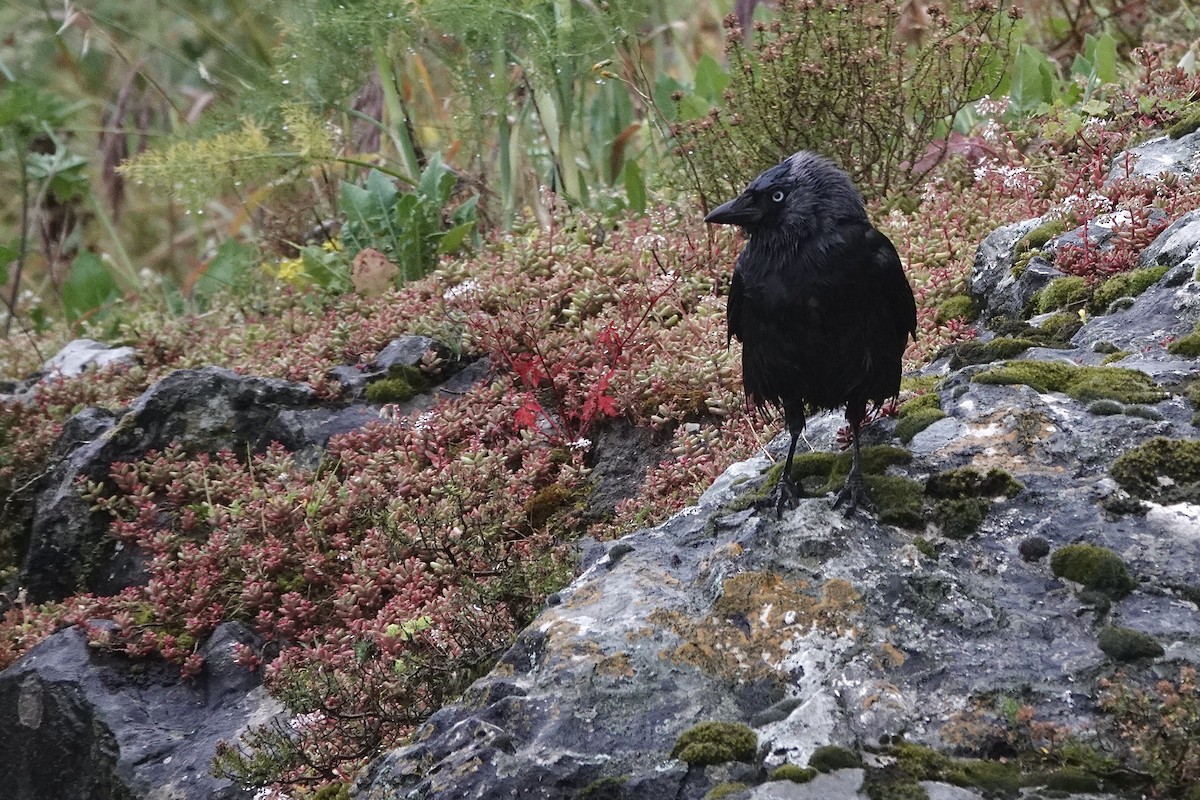 Eurasian Jackdaw - ML636165128