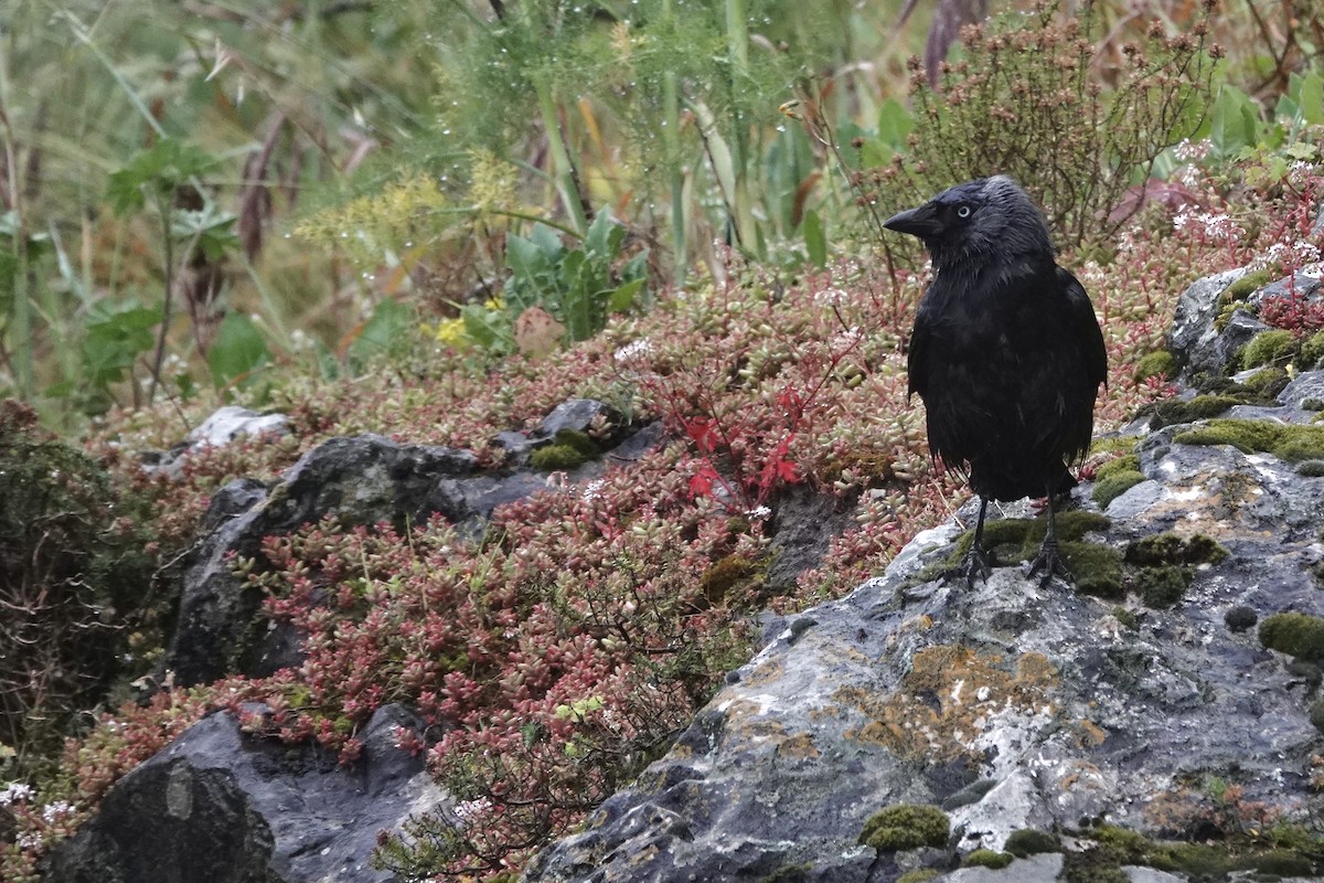 Eurasian Jackdaw - ML636165129