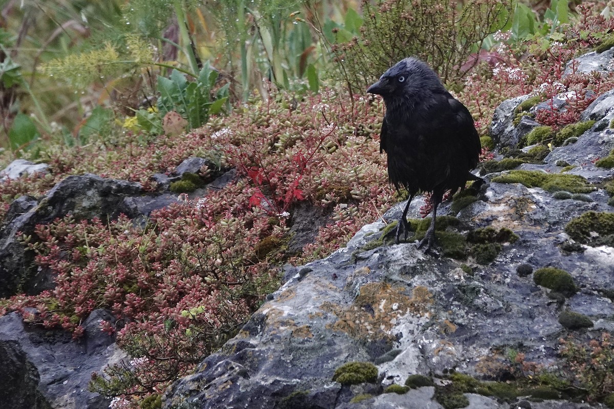 Eurasian Jackdaw - ML636165130