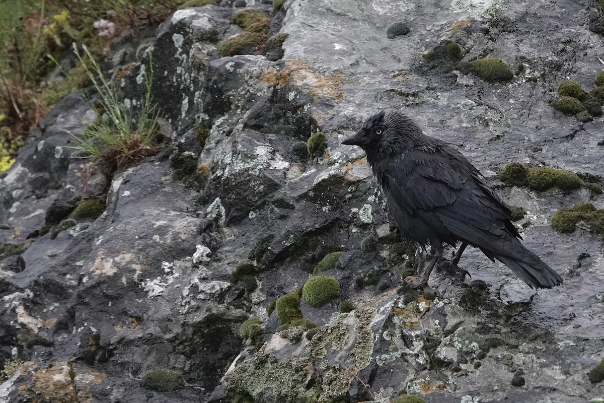 Eurasian Jackdaw - ML636165131