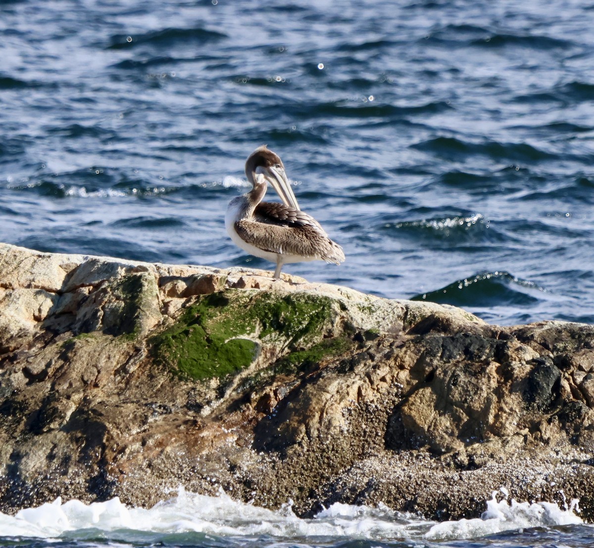 pelikán hnědý - ML636165139