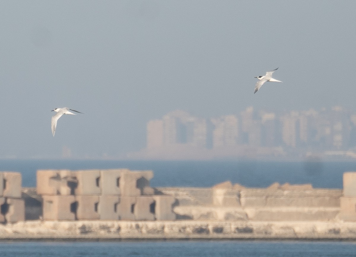 Sandwich Tern - ML636165214