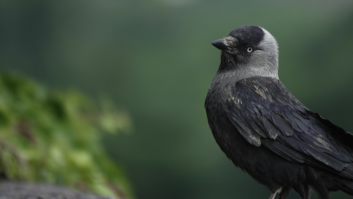 Eurasian Jackdaw - ML636165219