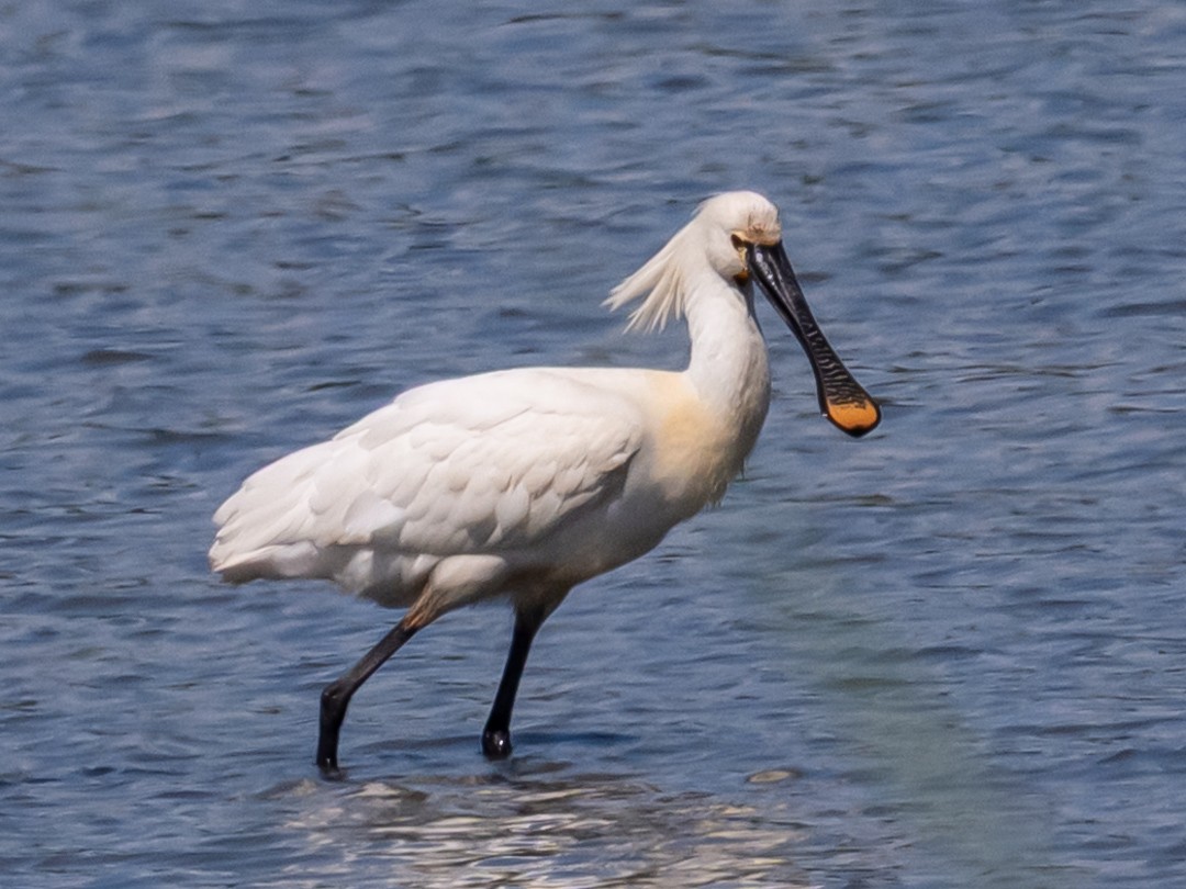 白琵鷺 - ML636165223