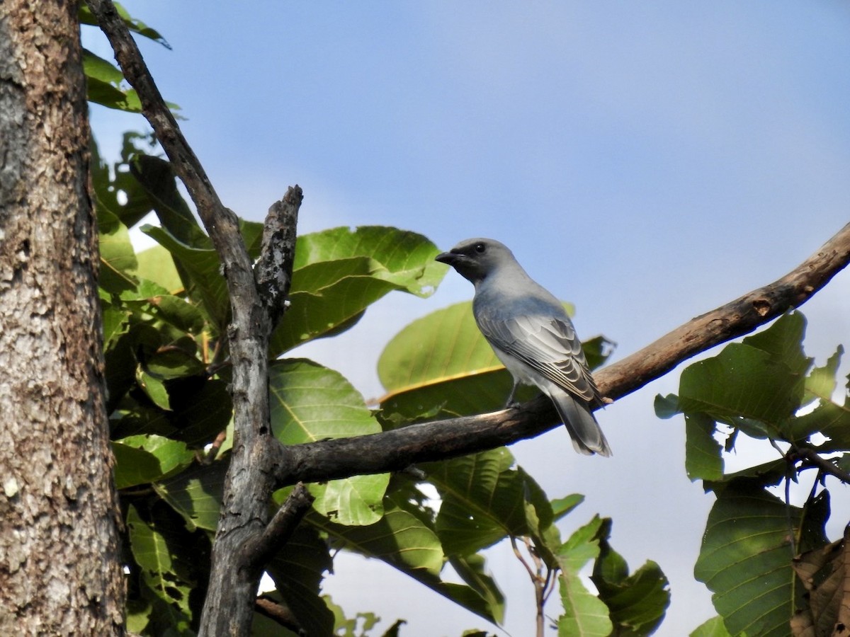 Oriental Cuckooshrike - ML636165256