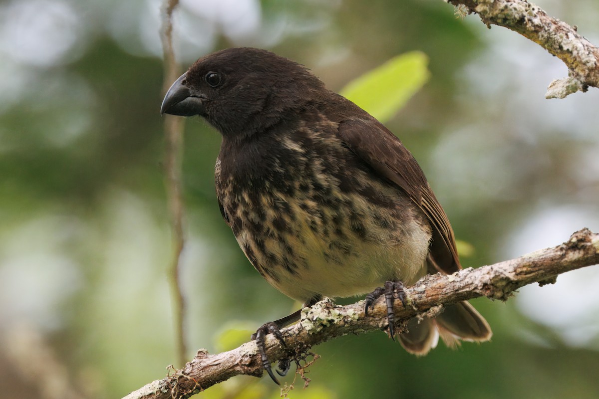 Vegetarian Finch - ML636165296