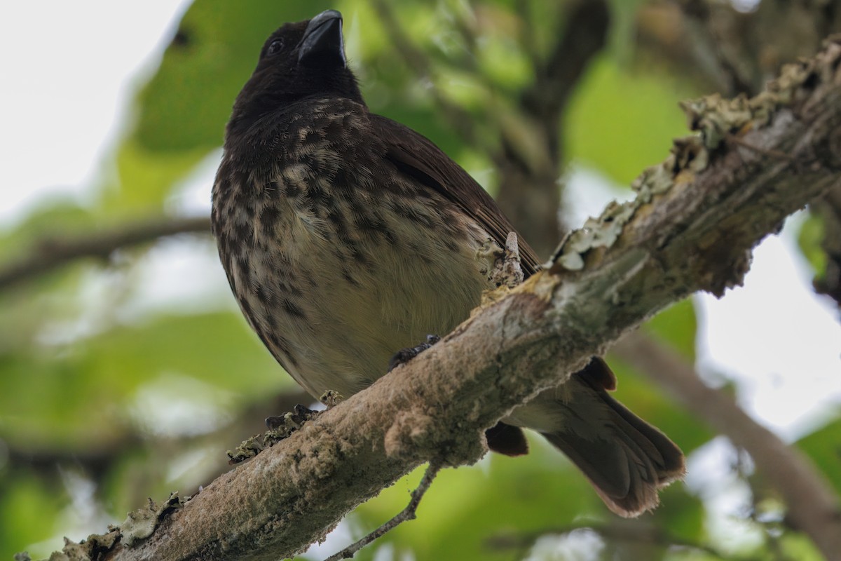 Vegetarian Finch - ML636165297