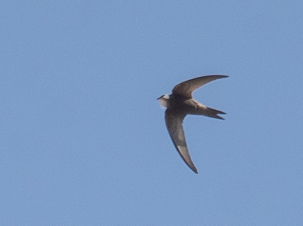 Pallid Swift - ML636165319