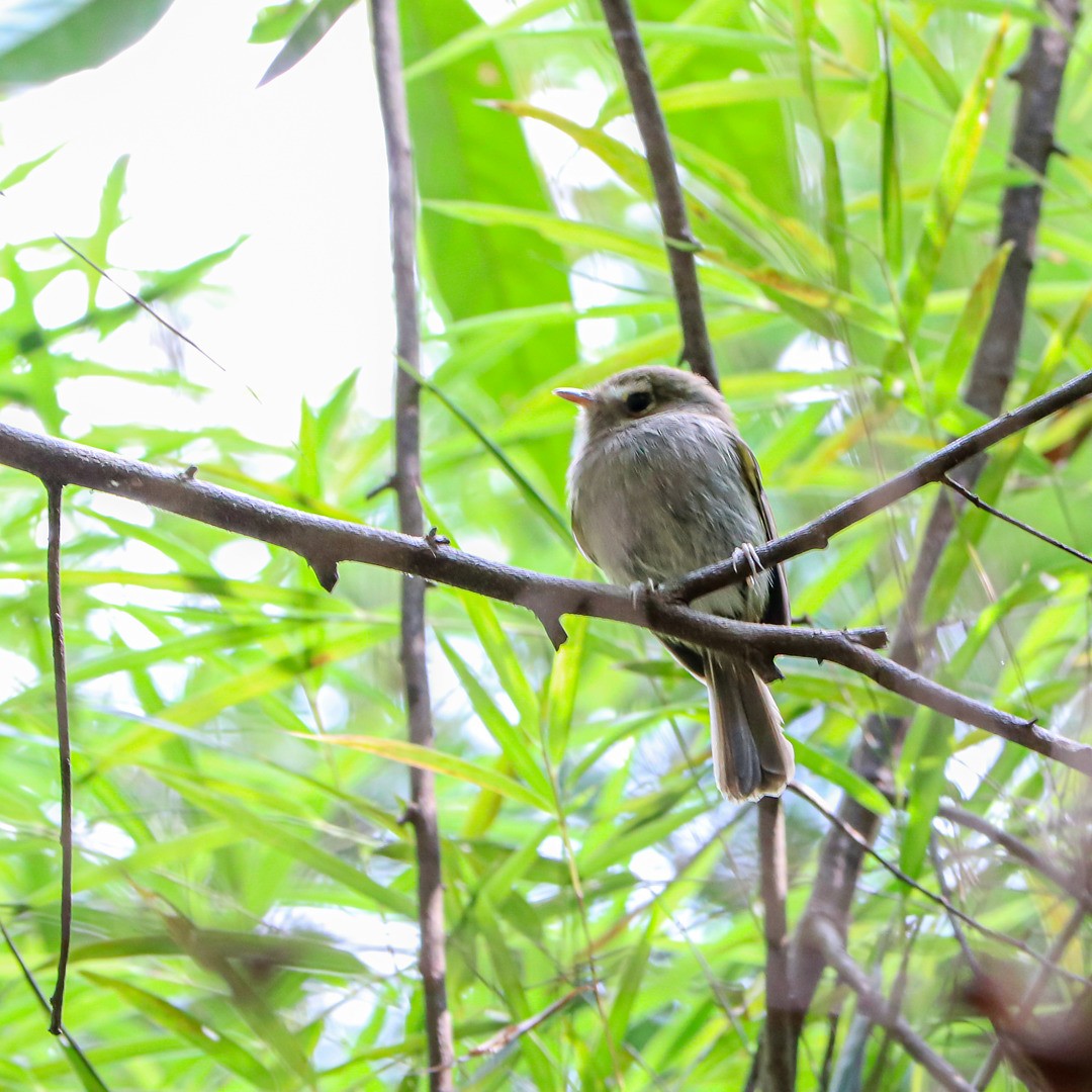 Drab-breasted Pygmy-Tyrant - ML636165634