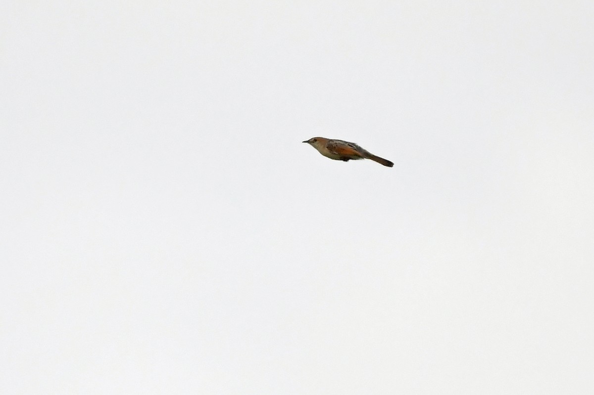 Luapula Cisticola - ML636165656