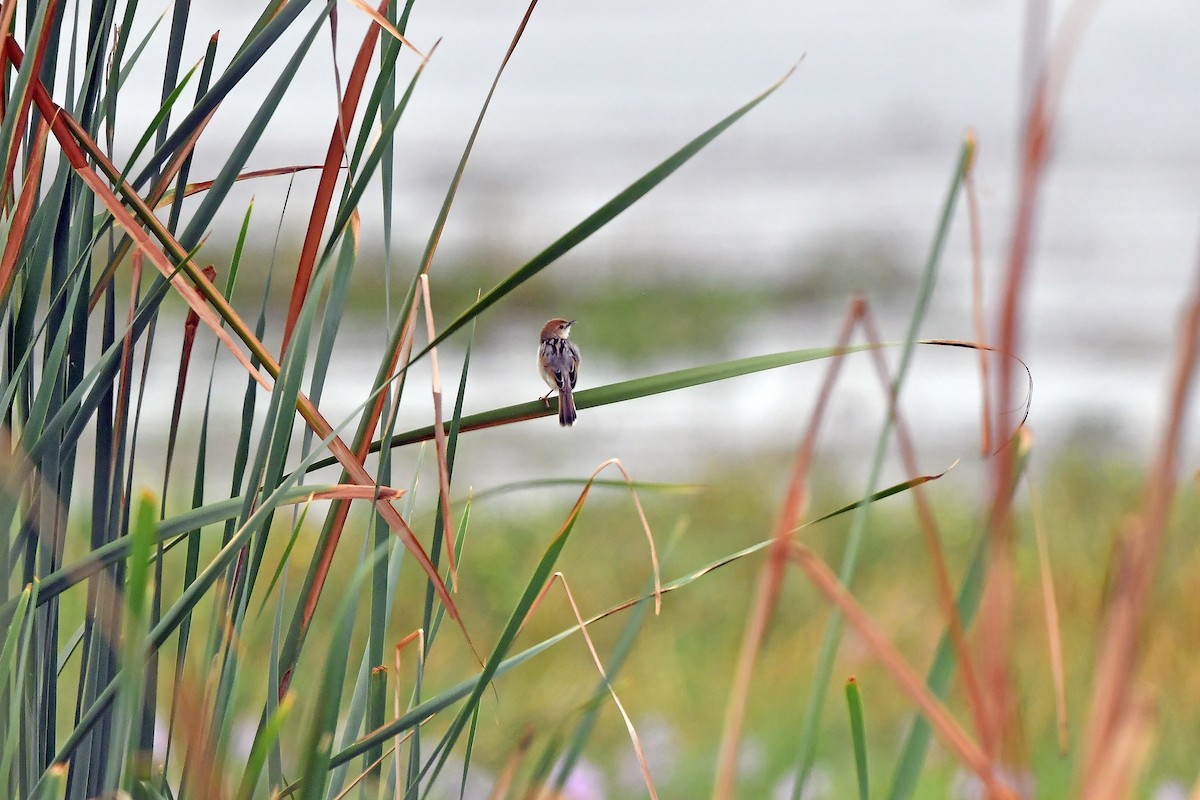 Luapula Cisticola - ML636165674