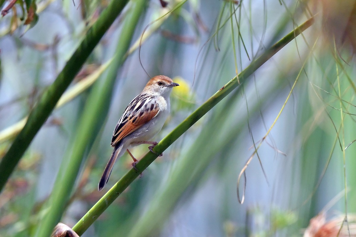 Luapula Cisticola - ML636165707