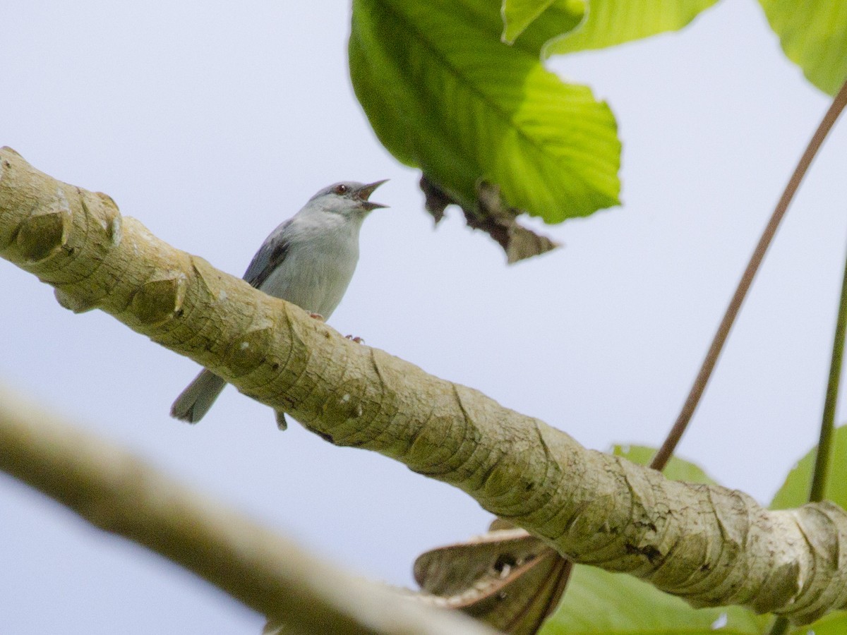 Pearly-breasted Conebill - ML63616571