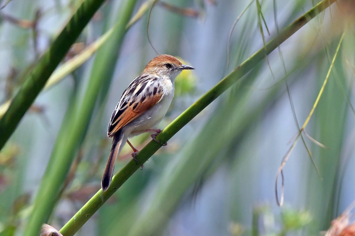 Luapula Cisticola - ML636165718