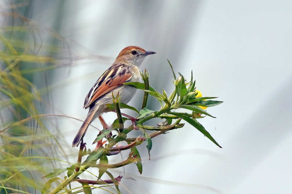 Luapula Cisticola - ML636165727