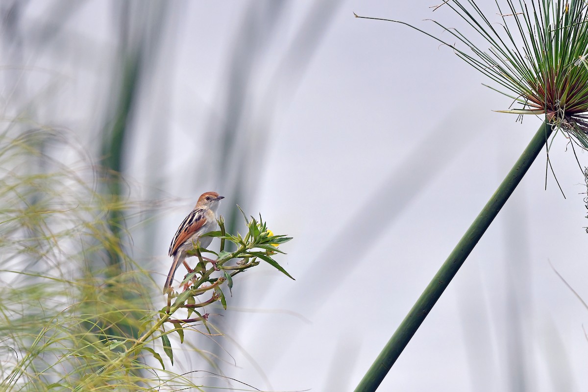Luapula Cisticola - ML636165737