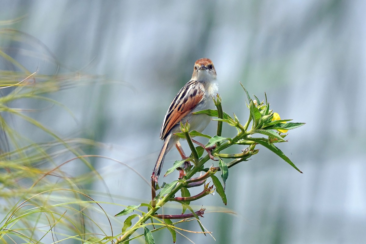 Luapula Cisticola - ML636165738