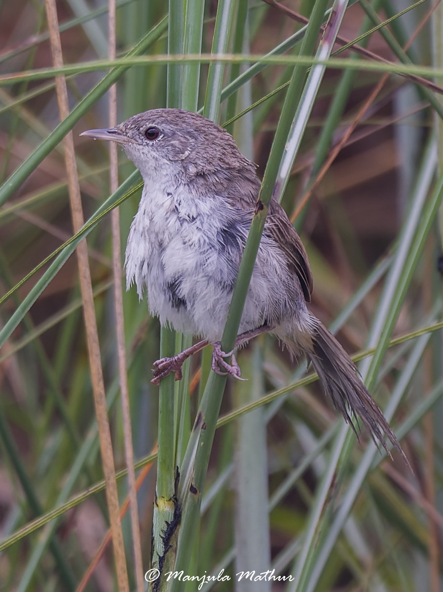 Swamp Grass Babbler - ML636165778