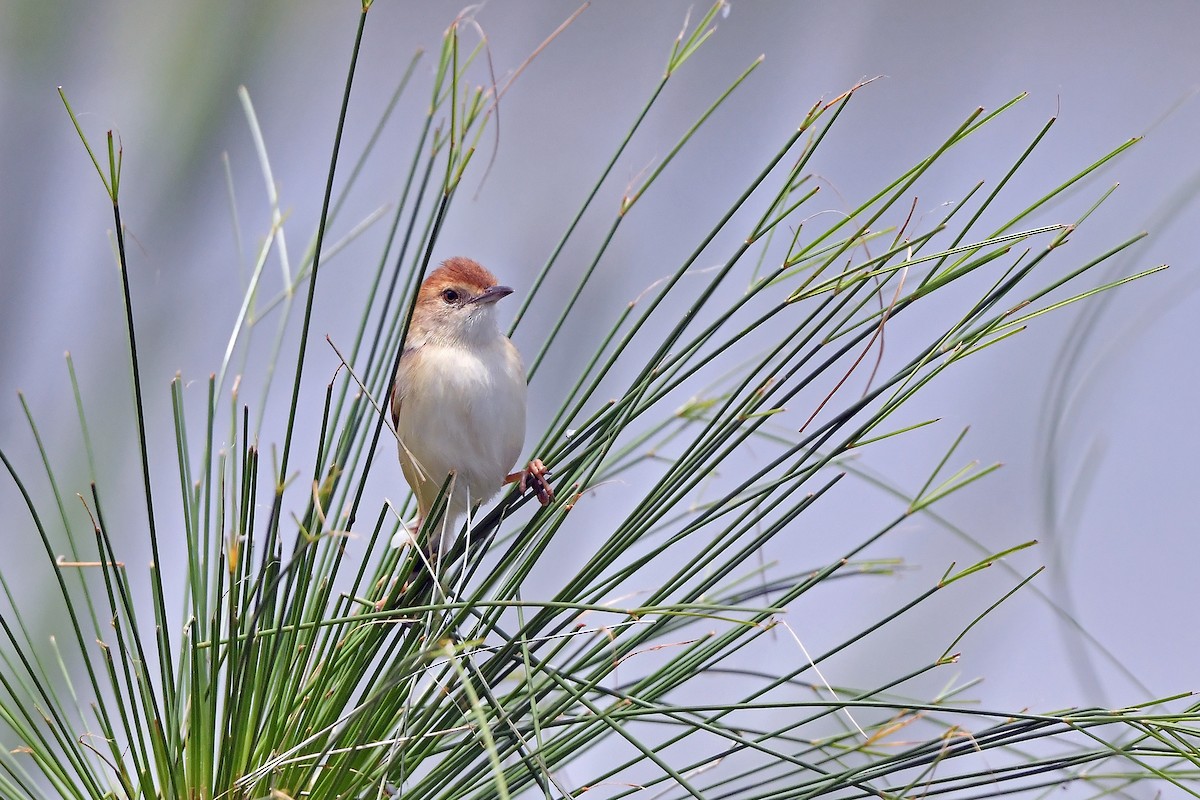 Luapula Cisticola - ML636165786