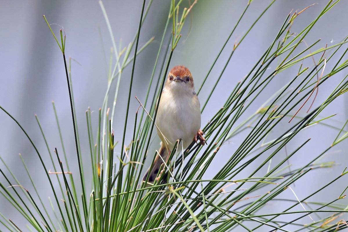 Luapula Cisticola - ML636165787