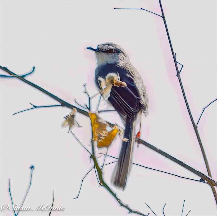 Pale Prinia - ML636165850
