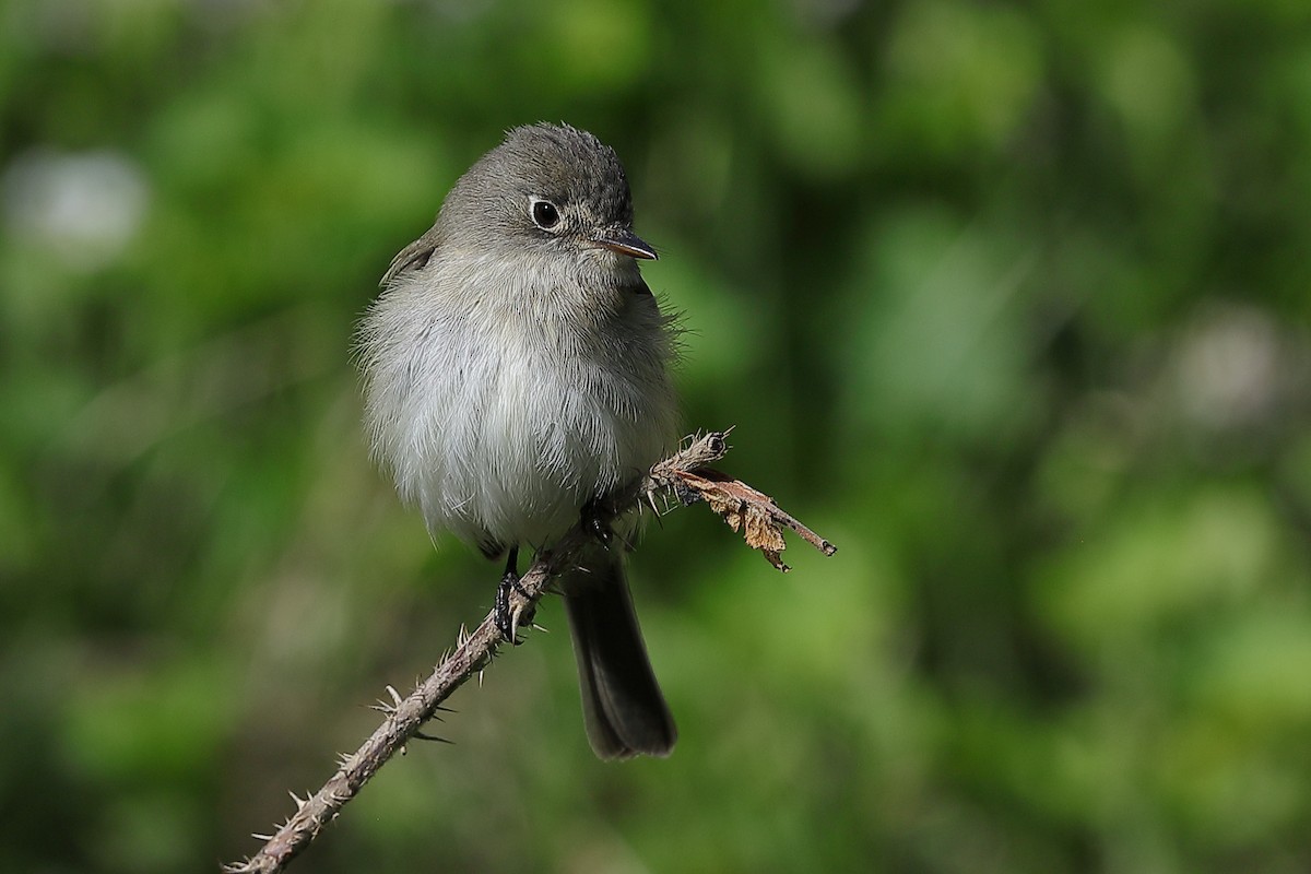 Least Flycatcher - ML636165932