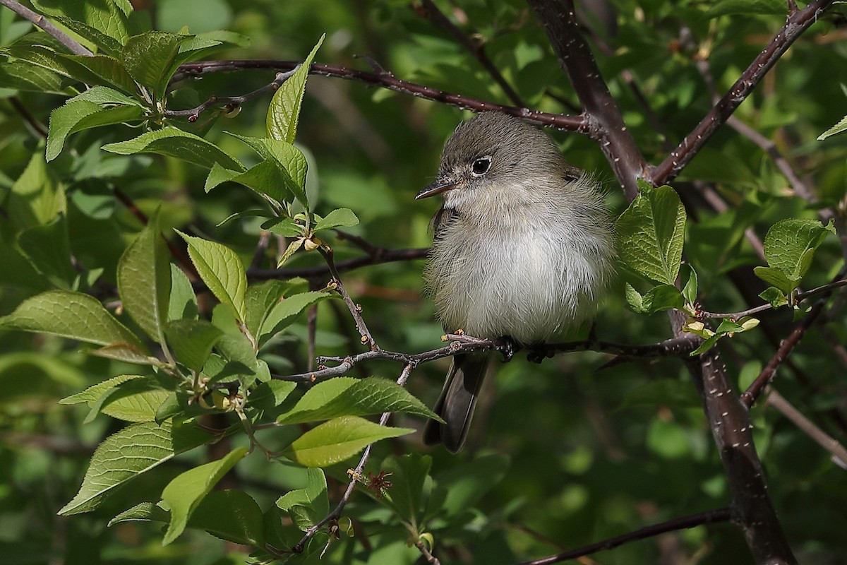 Least Flycatcher - ML636165933