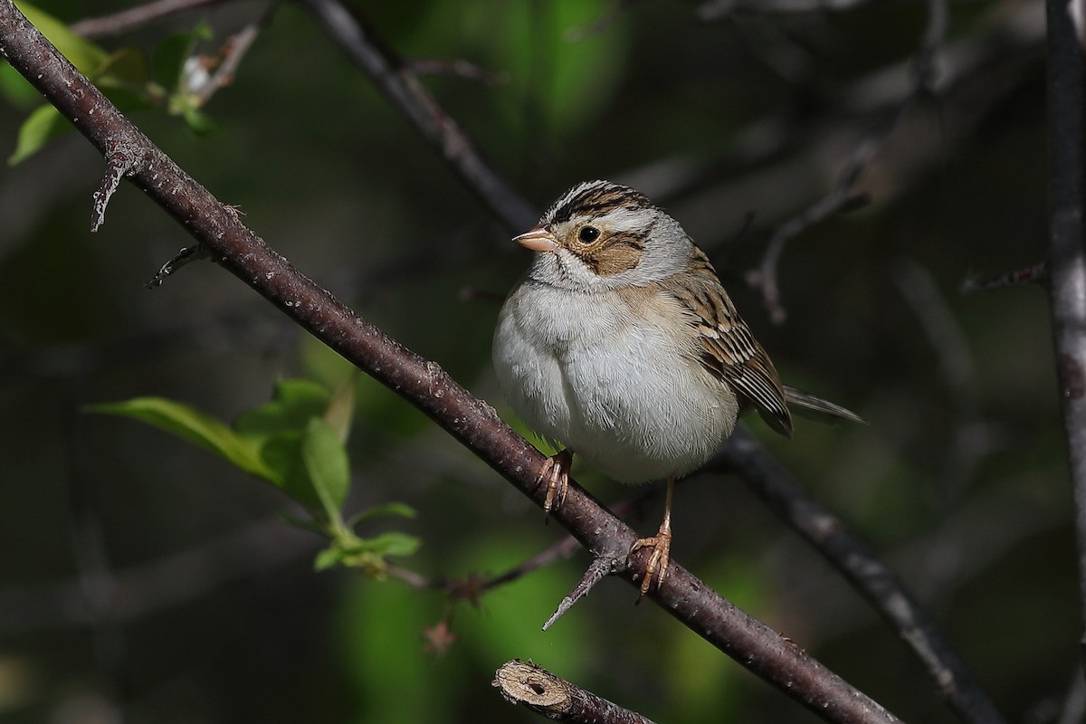 Clay-colored Sparrow - ML636165966