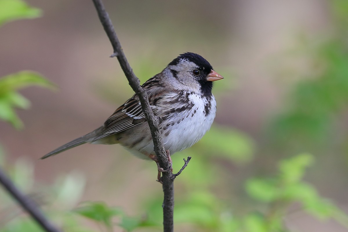 Harris's Sparrow - ML636165976