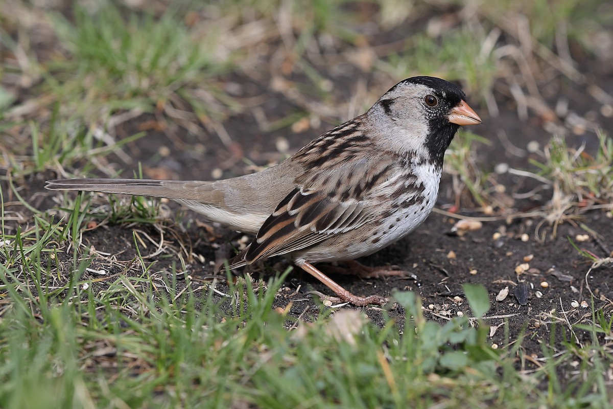 Harris's Sparrow - ML636165977