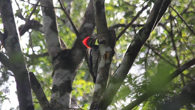 Lineated Woodpecker - ML636166025